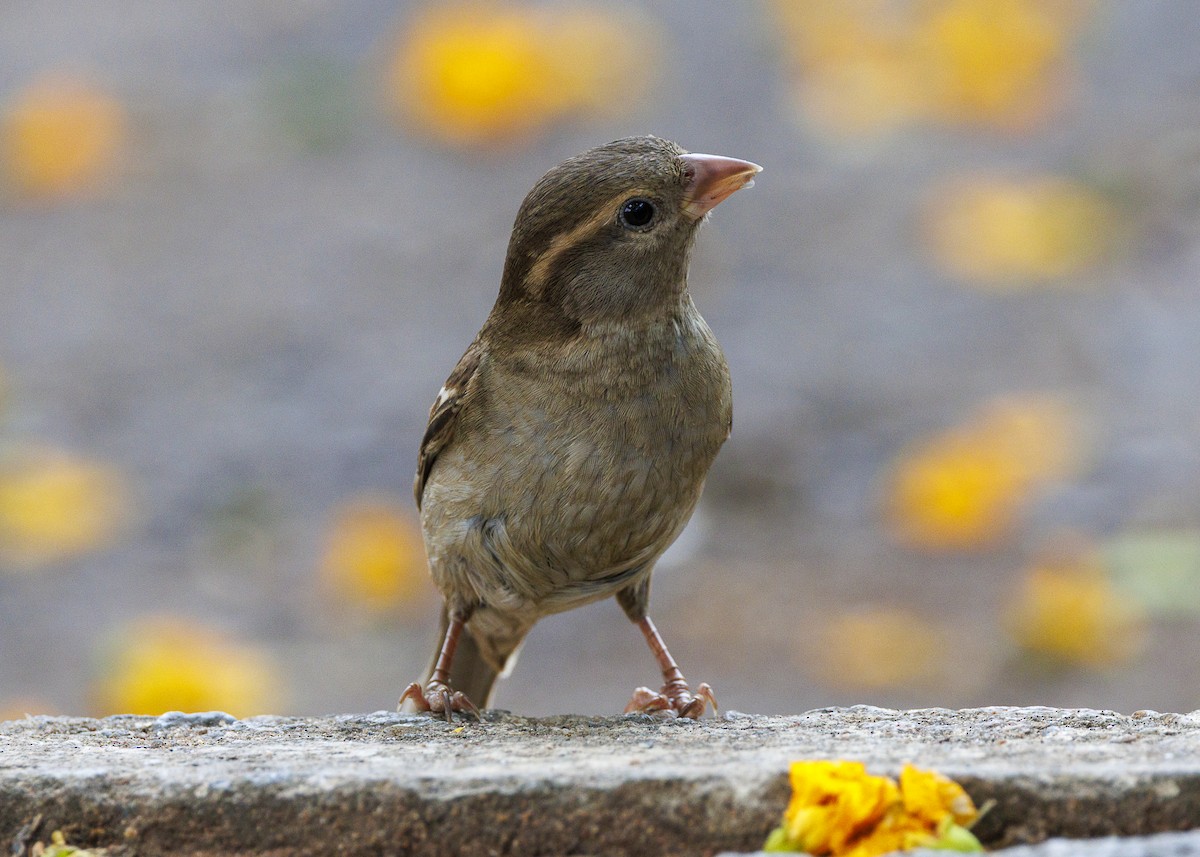 House Sparrow - ML643565758