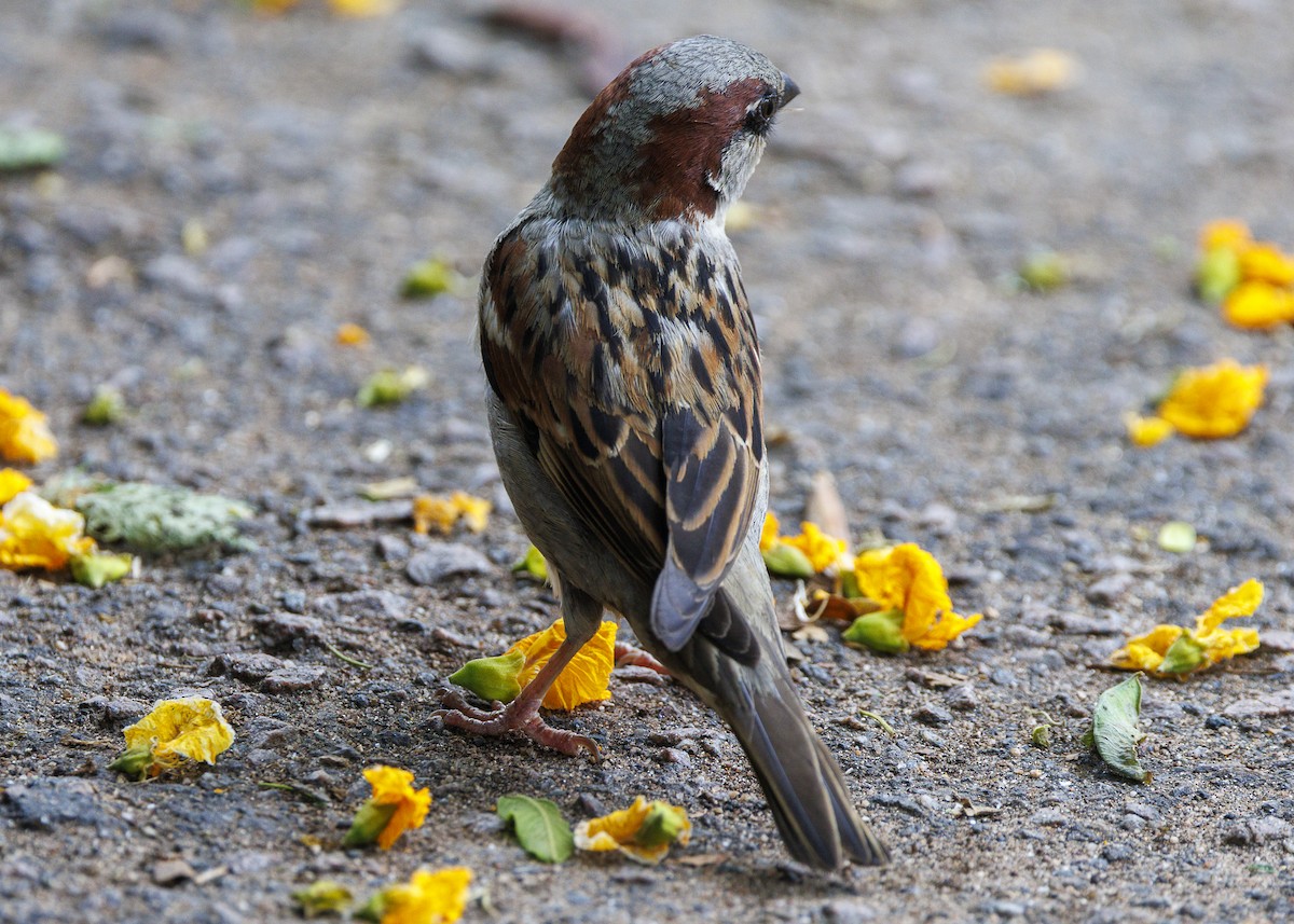 House Sparrow - ML643565760