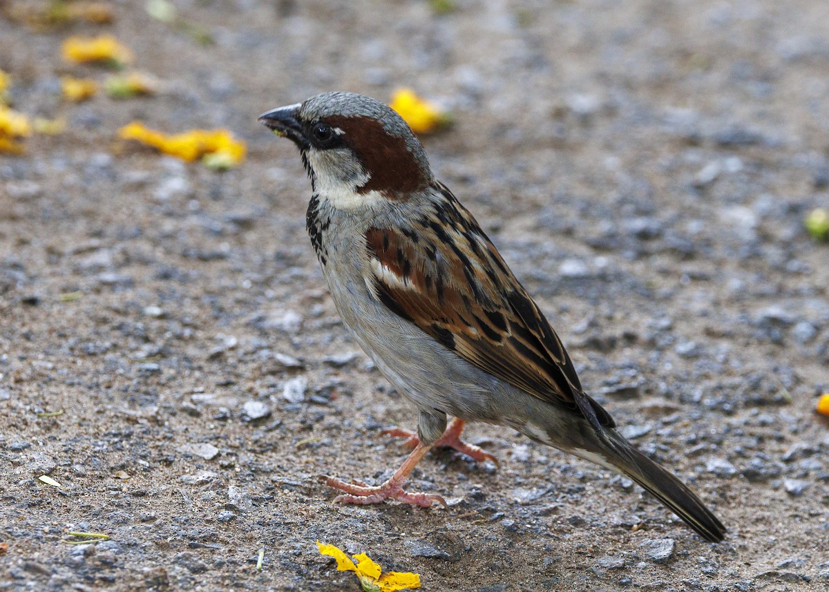 House Sparrow - ML643565762