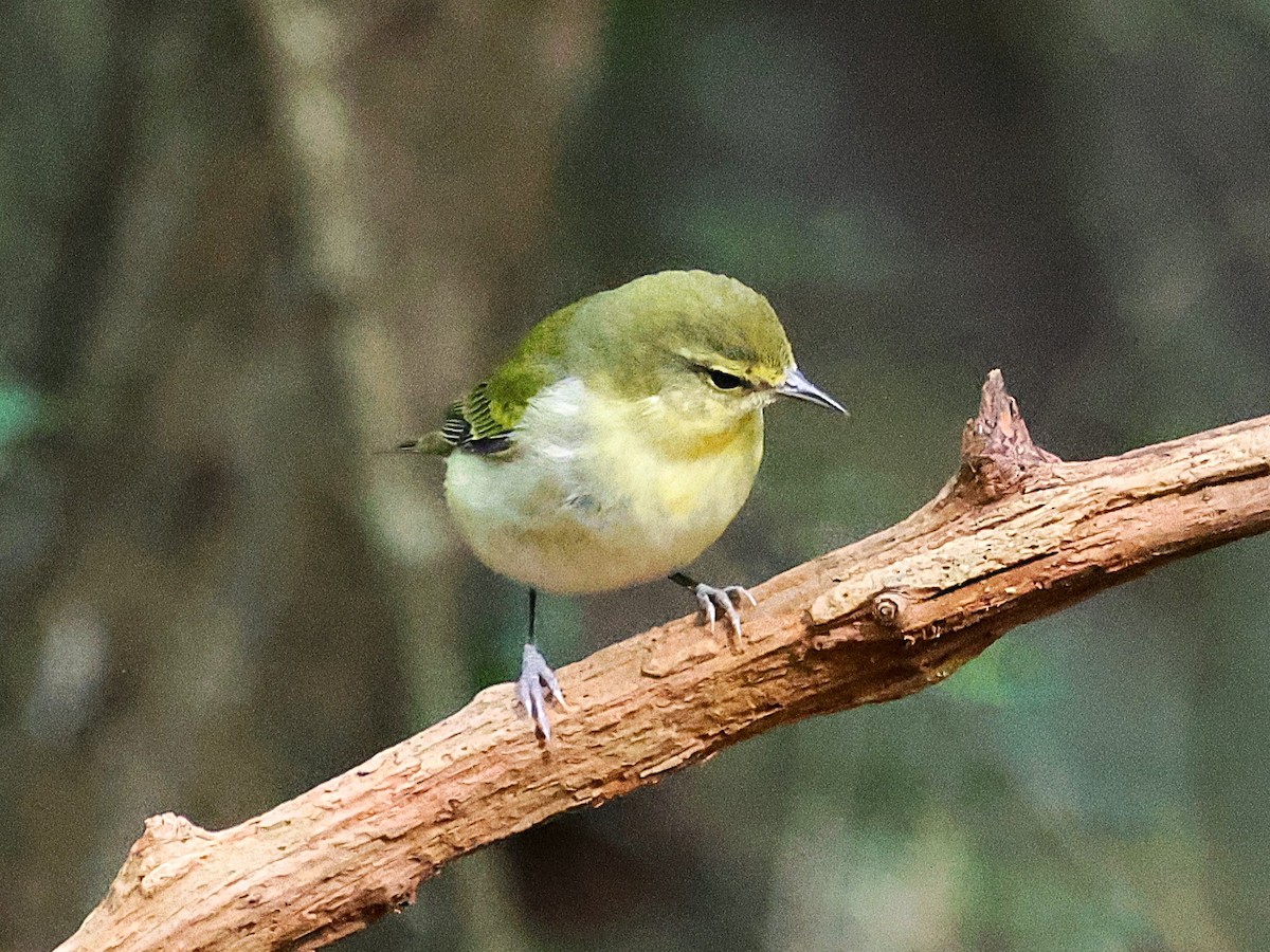 Tennessee Warbler - ML643565773