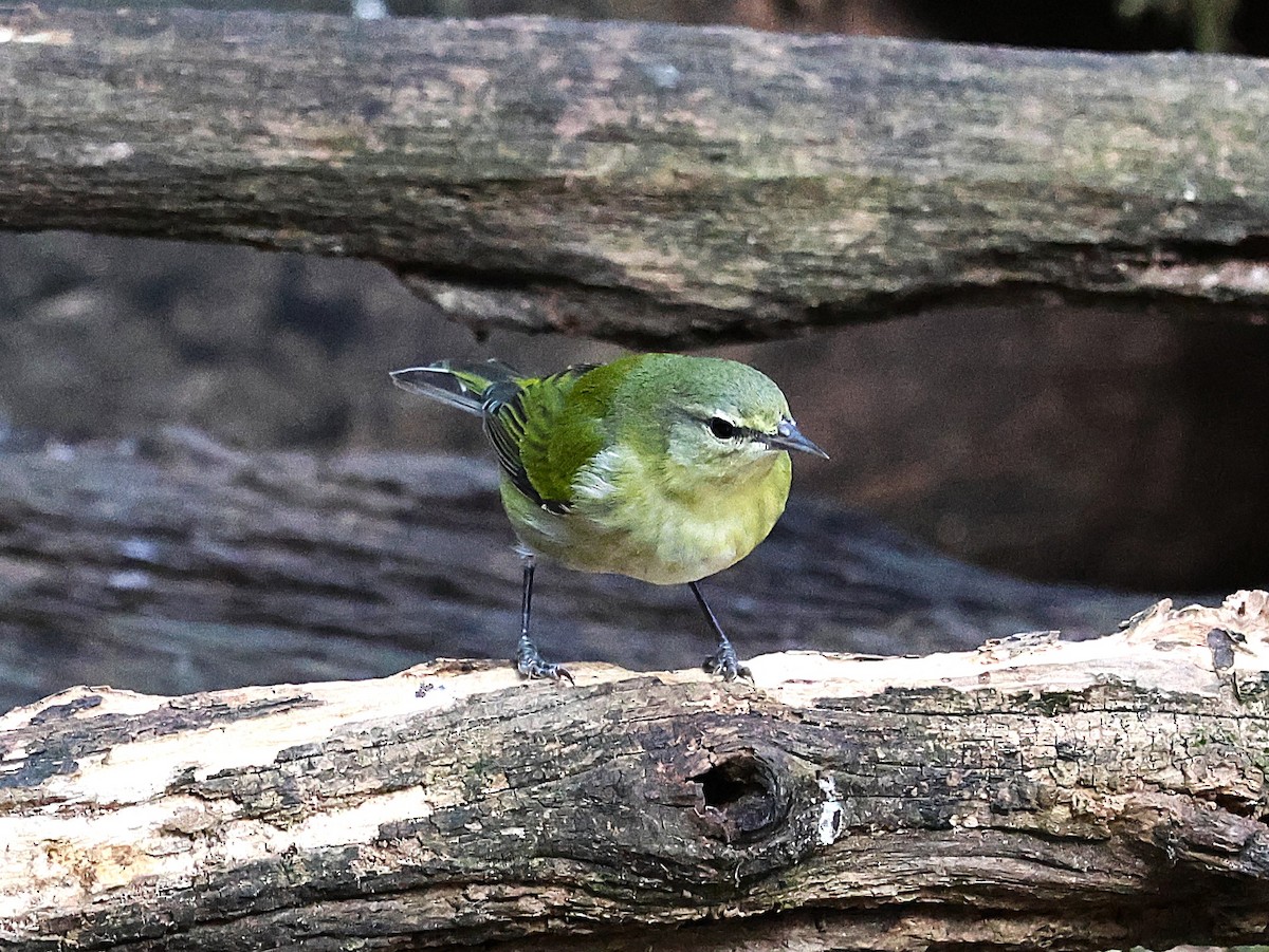 Tennessee Warbler - ML643565774