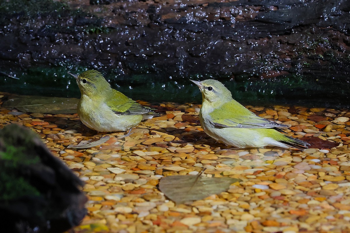 Tennessee Warbler - ML643565775