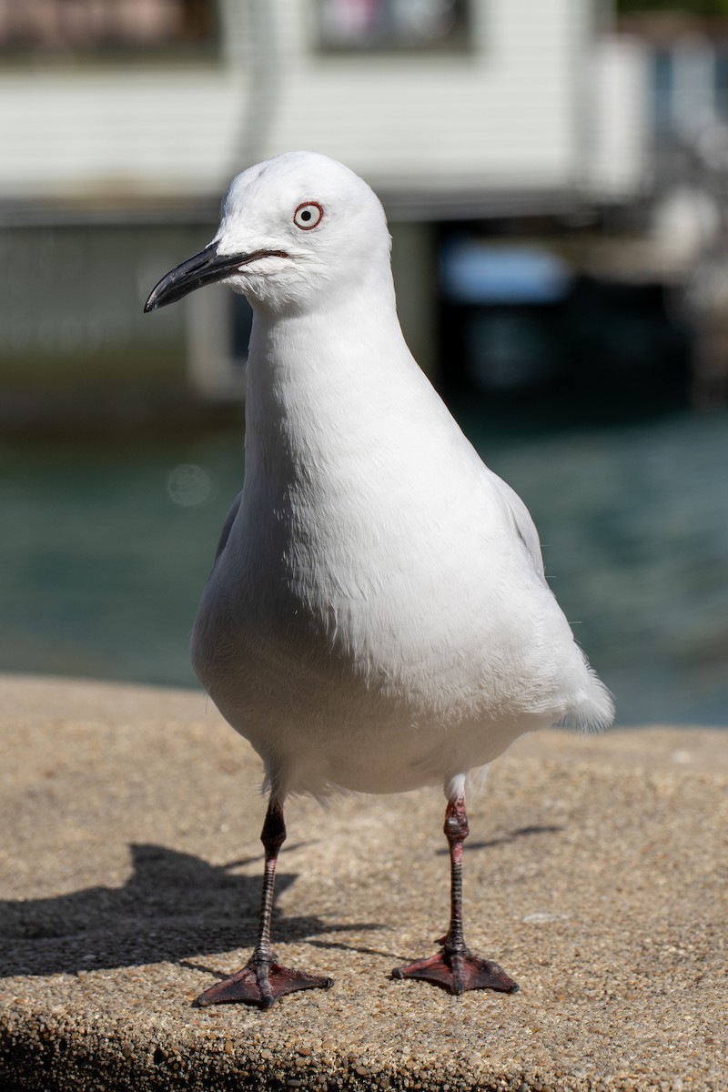 Black-billed Gull - ML643565785