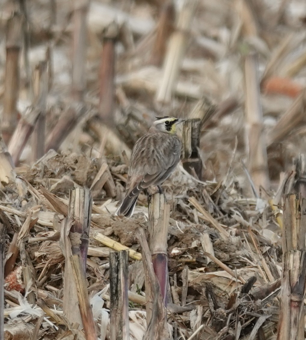 fjellerke - ML643565792