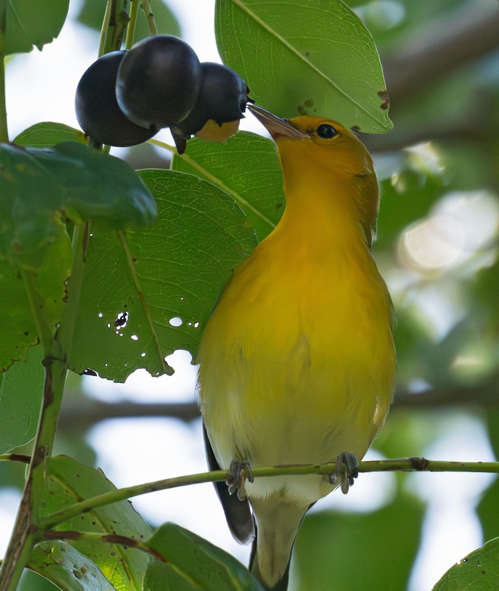 Prothonotary Warbler - ML643565794