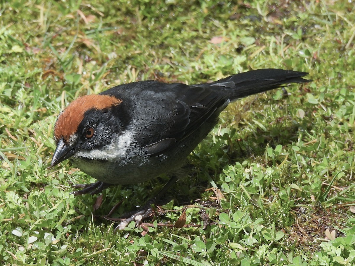 Northern Slaty Brushfinch - ML643565819