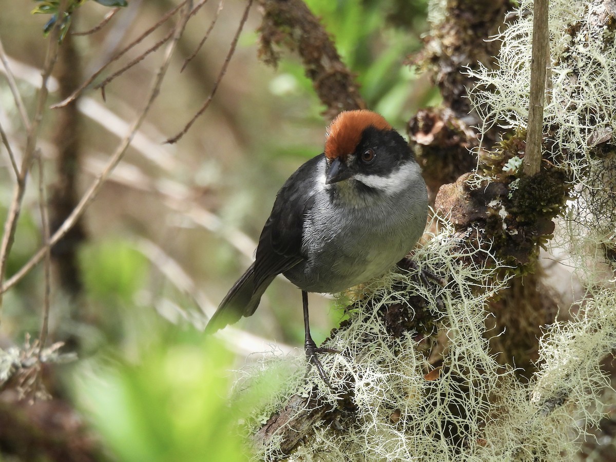 Northern Slaty Brushfinch - ML643565820