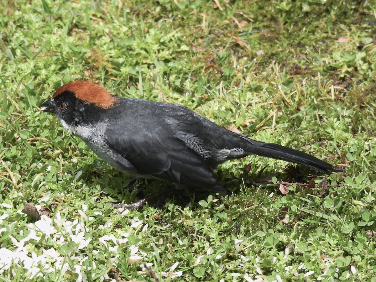 Northern Slaty Brushfinch - ML643565821