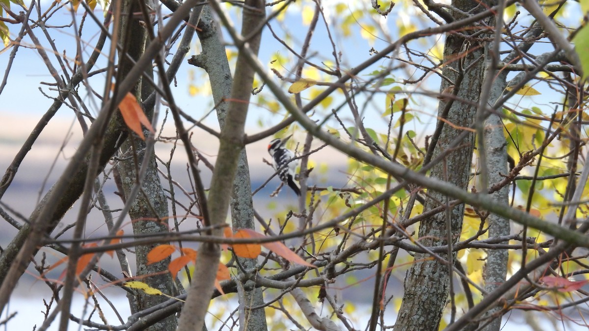 Hairy Woodpecker - ML643565829