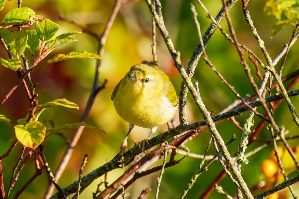 Tennessee Warbler - ML643565833