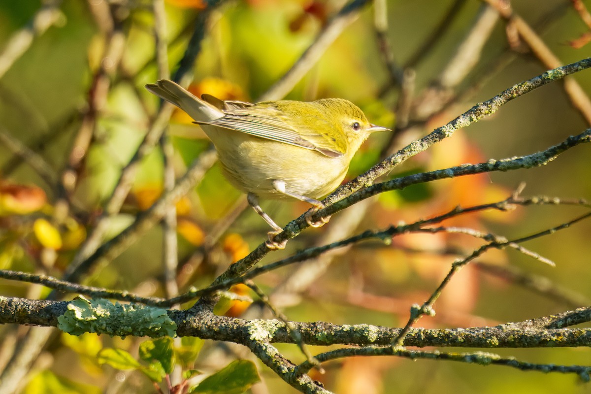 Tennessee Warbler - ML643565836