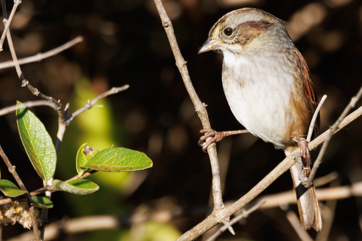 Swamp Sparrow - ML643565837