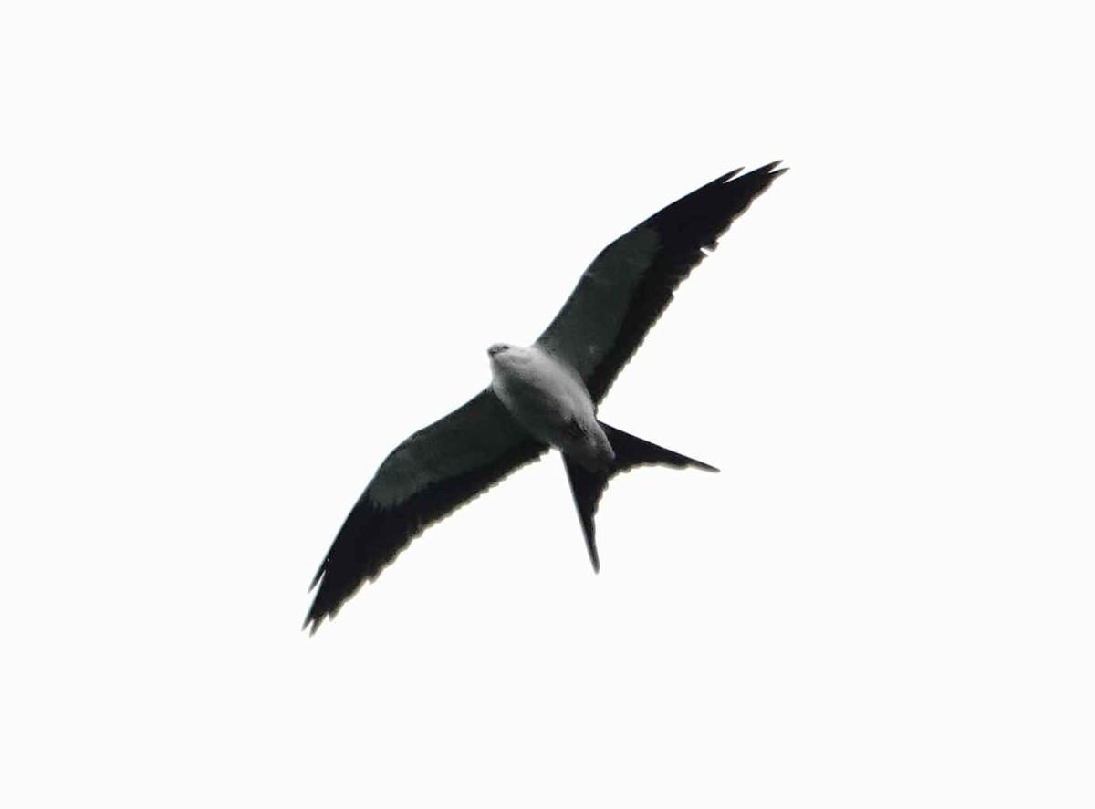 Swallow-tailed Kite - ML643565840