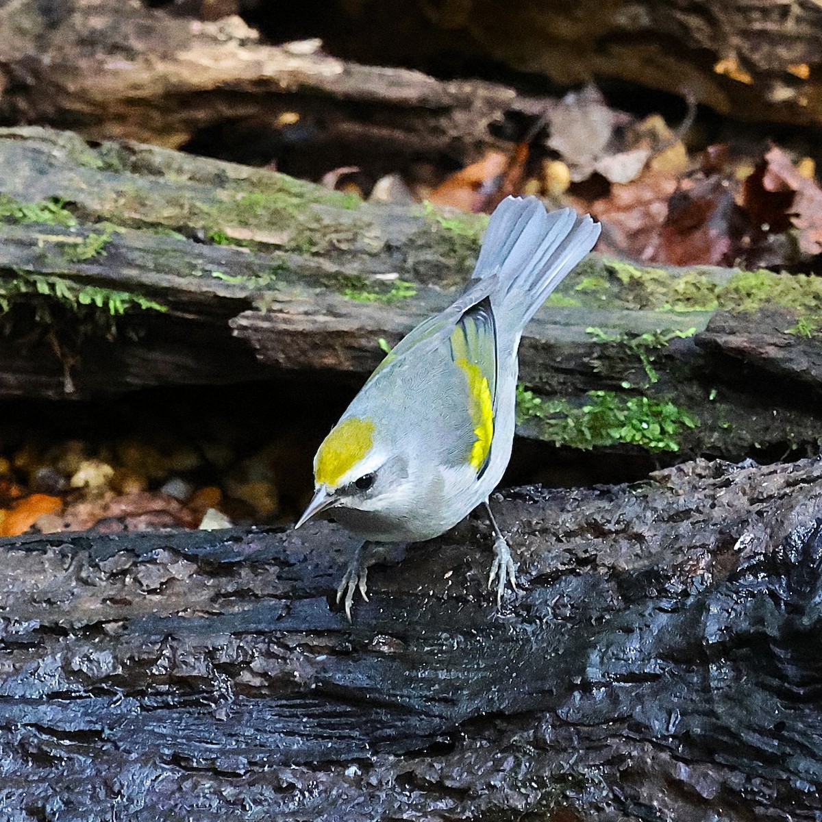 Golden-winged Warbler - ML643565868