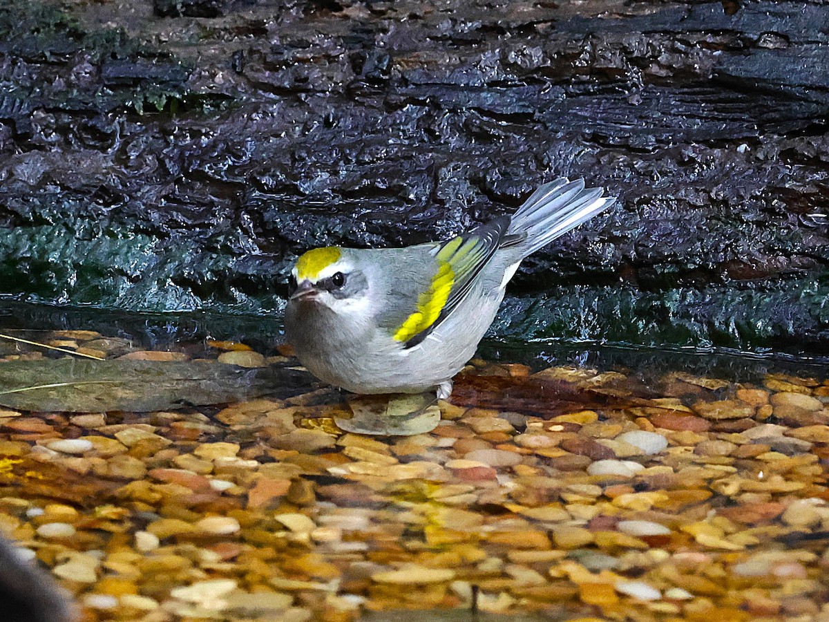 Golden-winged Warbler - ML643565869