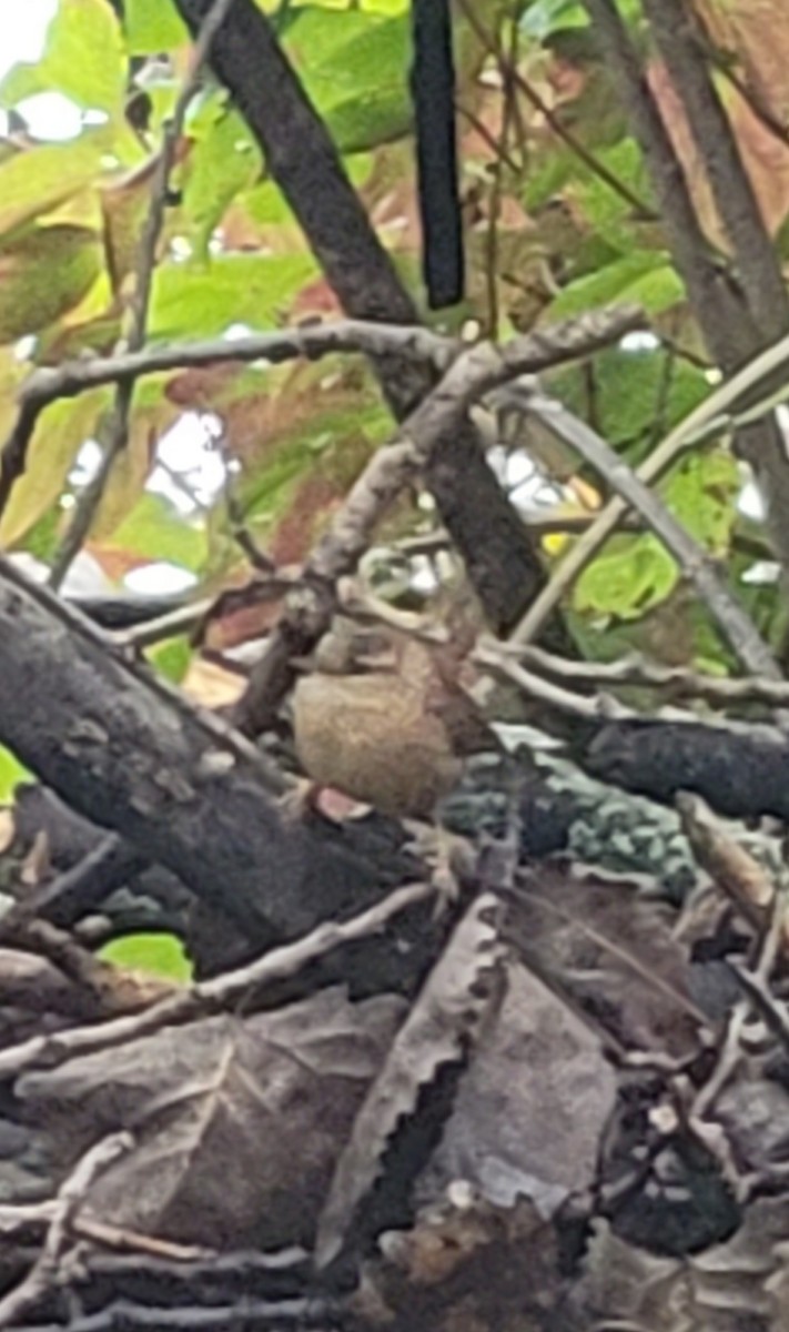Winter Wren - ML643565872