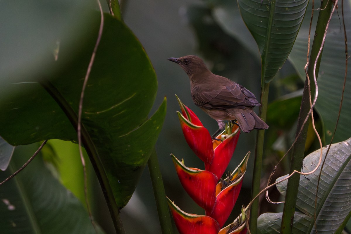 Black-billed Thrush - ML643565875