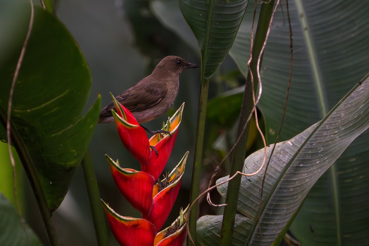 Black-billed Thrush - ML643565876