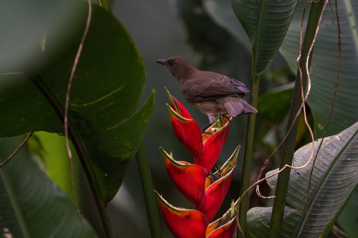 Black-billed Thrush - ML643565877