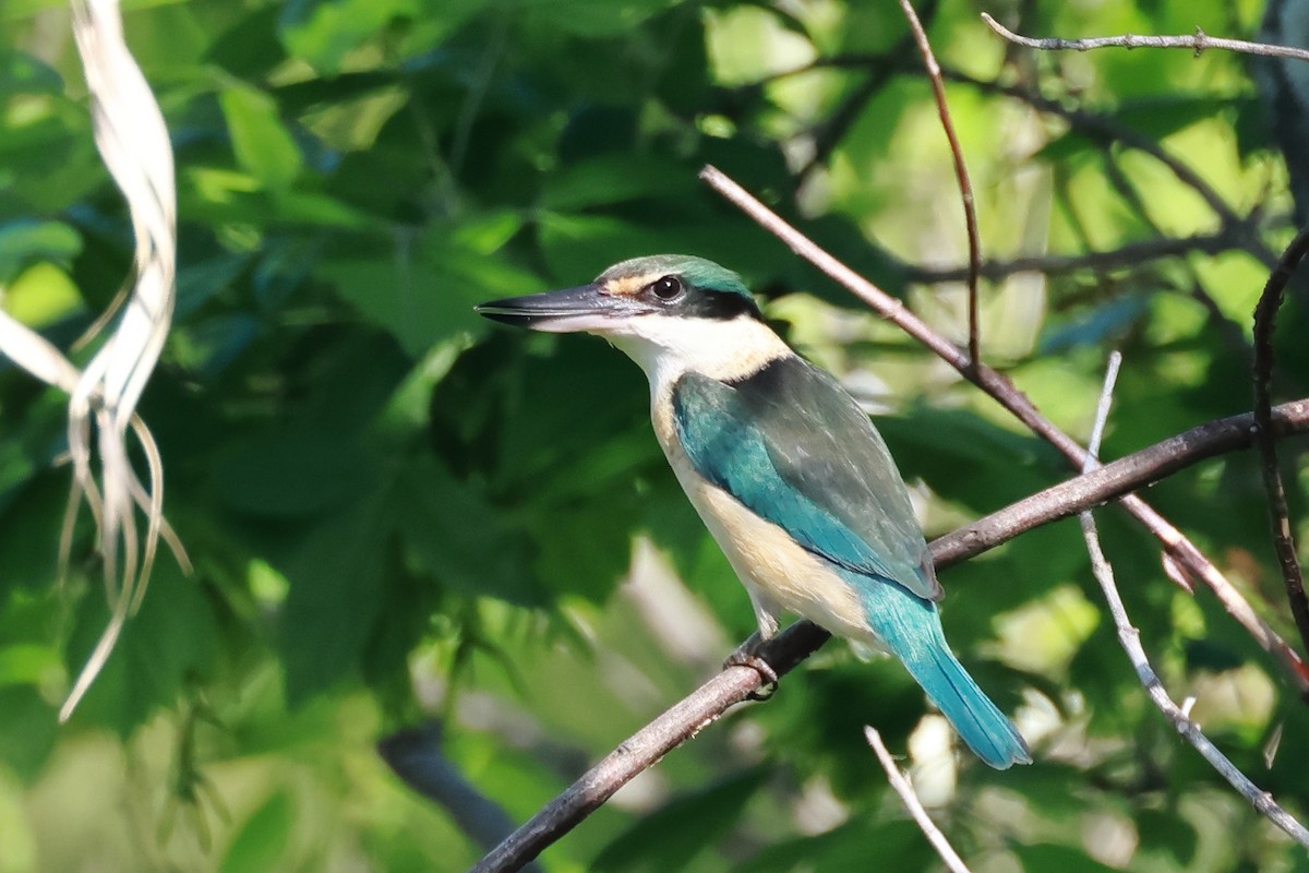 Sacred Kingfisher - ML643565889