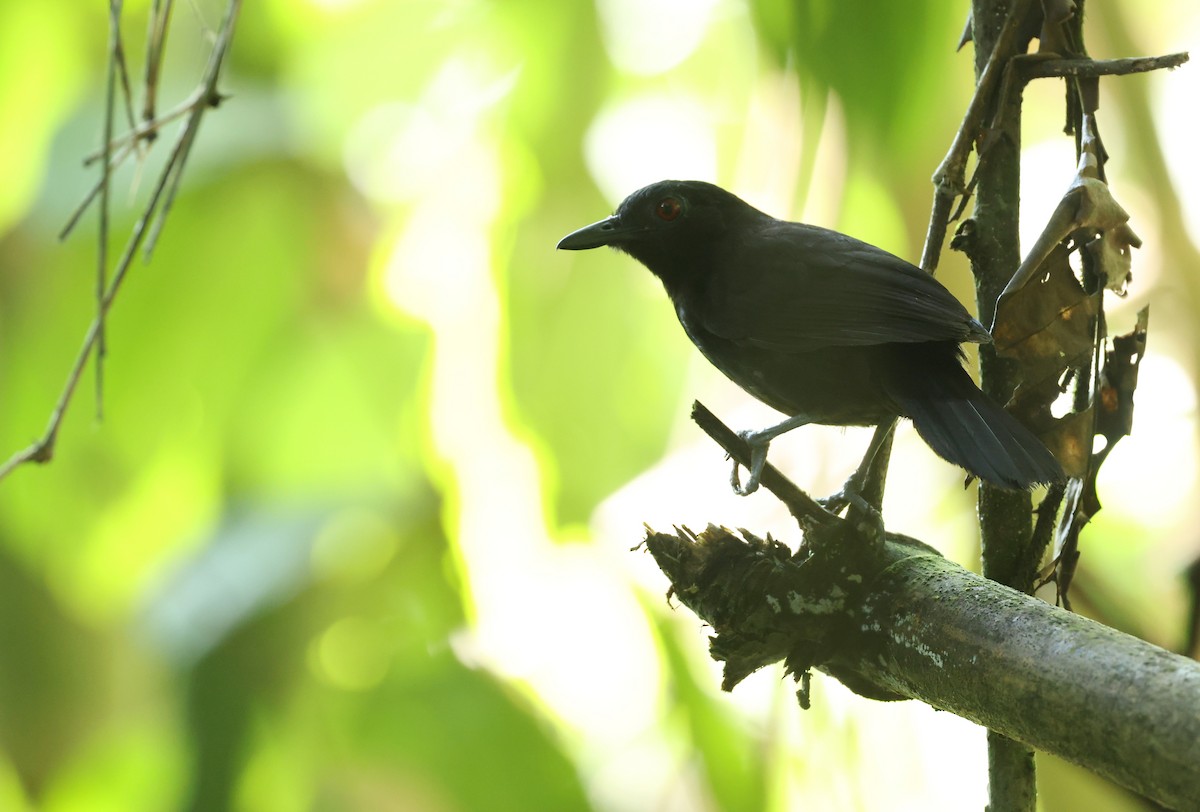 Goeldi's Antbird - ML643565896
