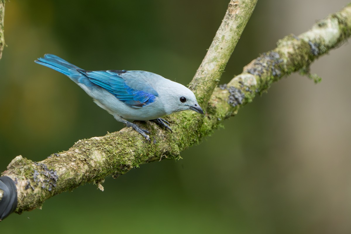 Blue-gray Tanager - ML643565902