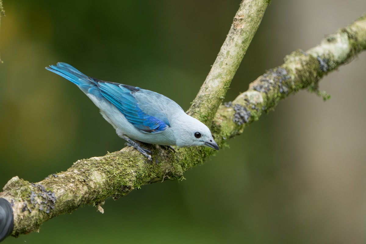 Blue-gray Tanager - ML643565903