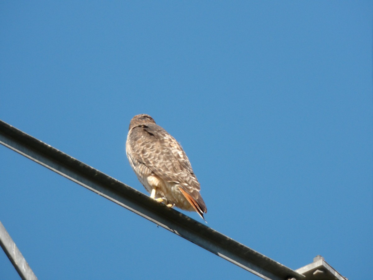 Red-tailed Hawk - ML643565905