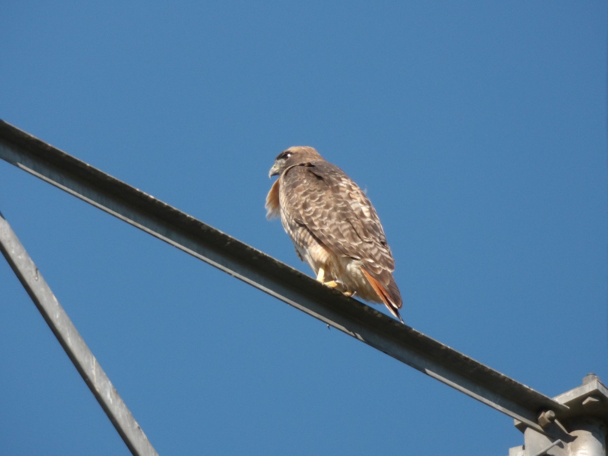 Red-tailed Hawk - ML643565906