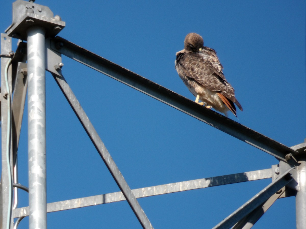 Red-tailed Hawk - ML643565907