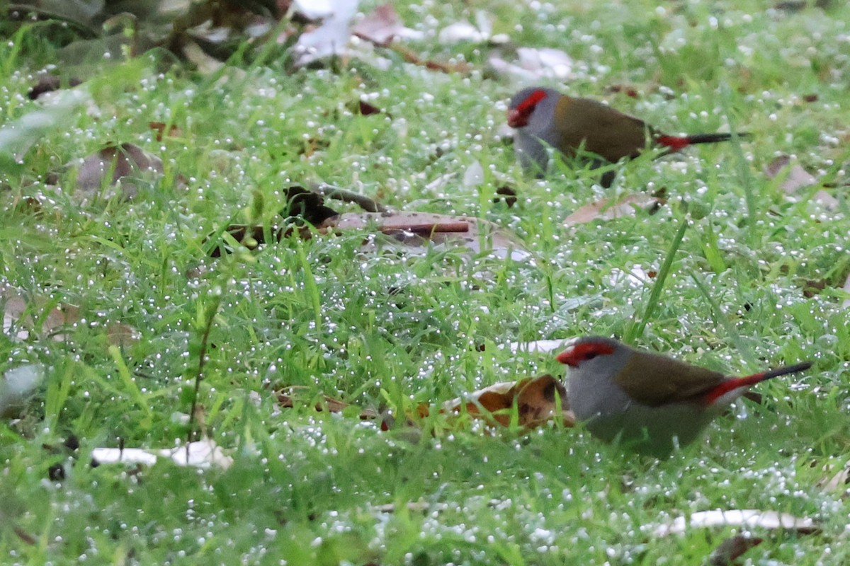 Red-browed Firetail - ML643565910