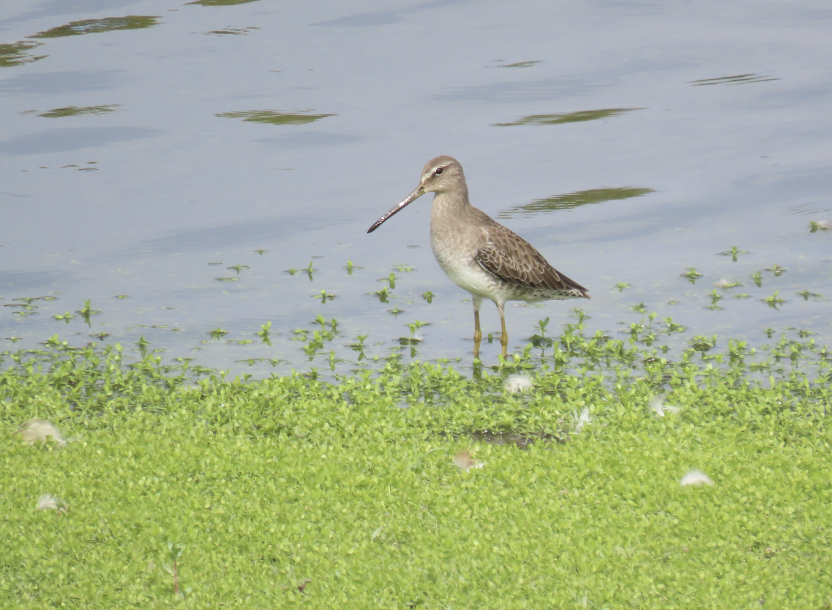 Long-billed Dowitcher - ML643565916