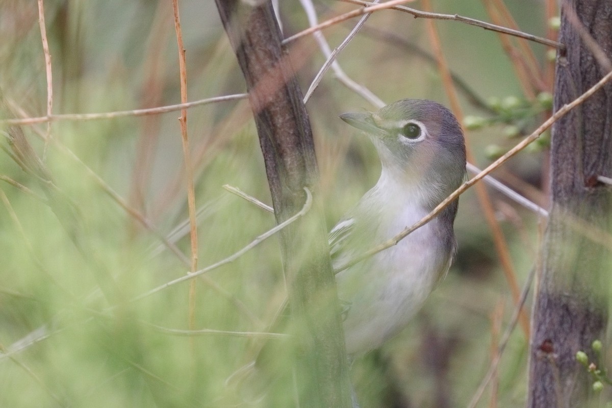 Cassin's Vireo - ML643565931