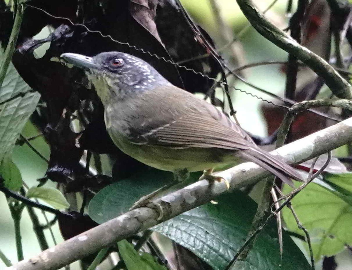 Spot-breasted Antvireo - ML643565933