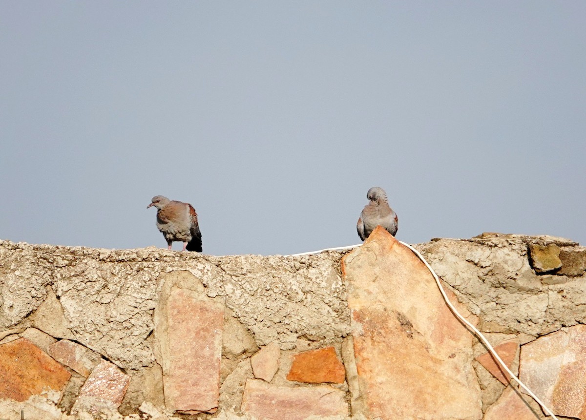 Speckled Pigeon - ML643565934