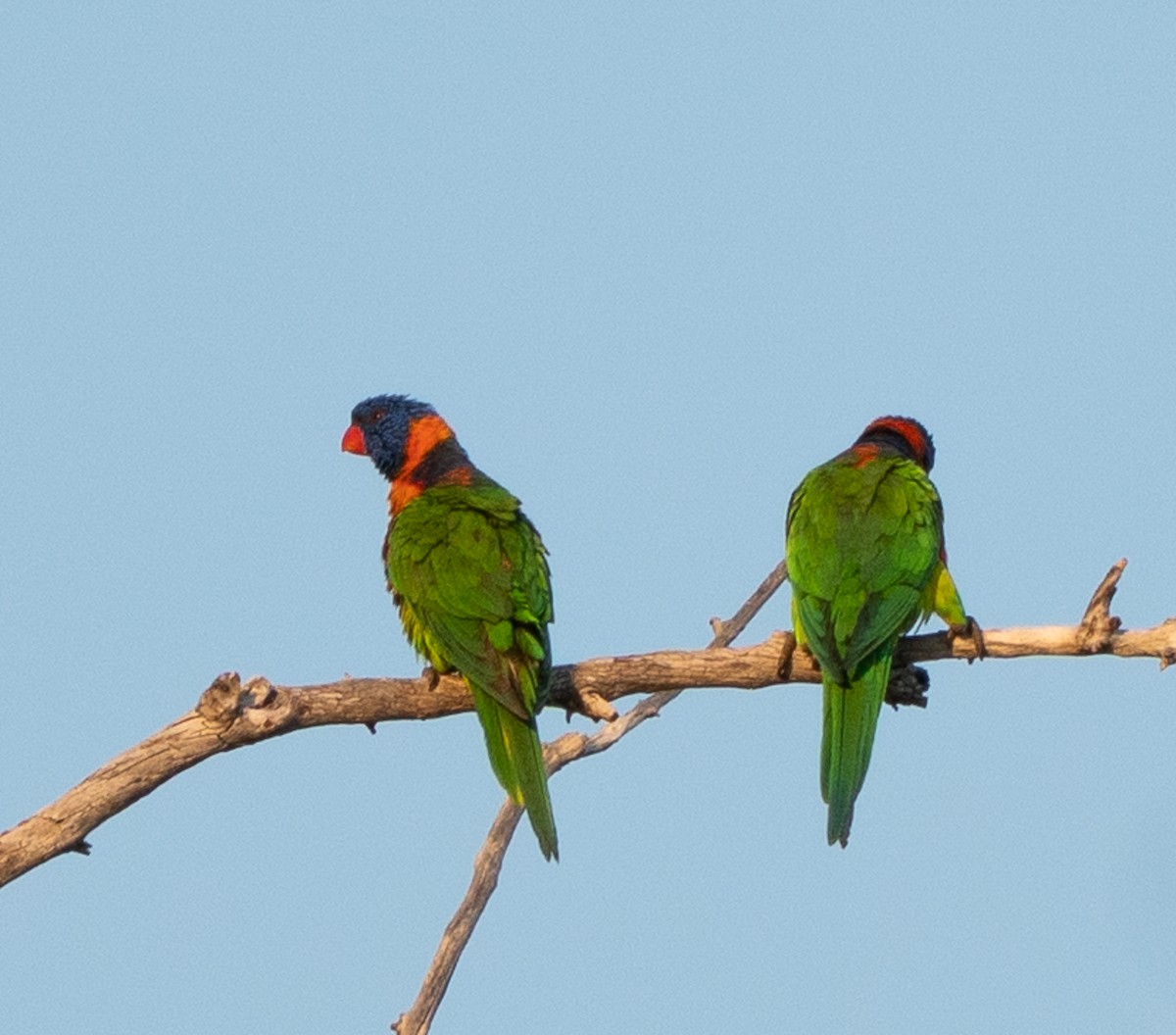 Red-collared Lorikeet - ML643565935