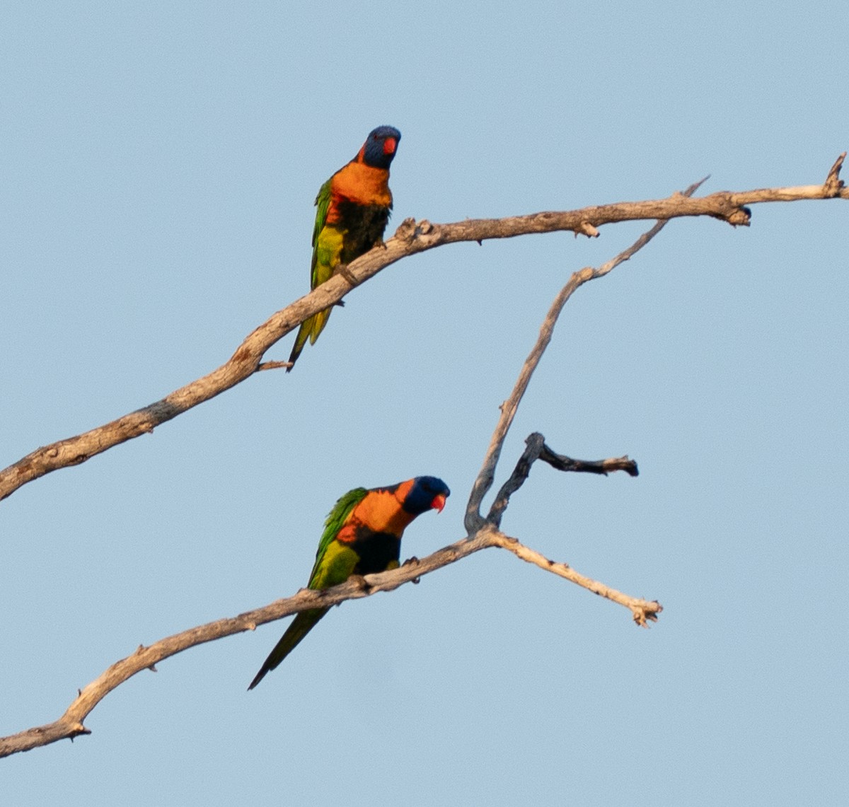 Red-collared Lorikeet - ML643565936