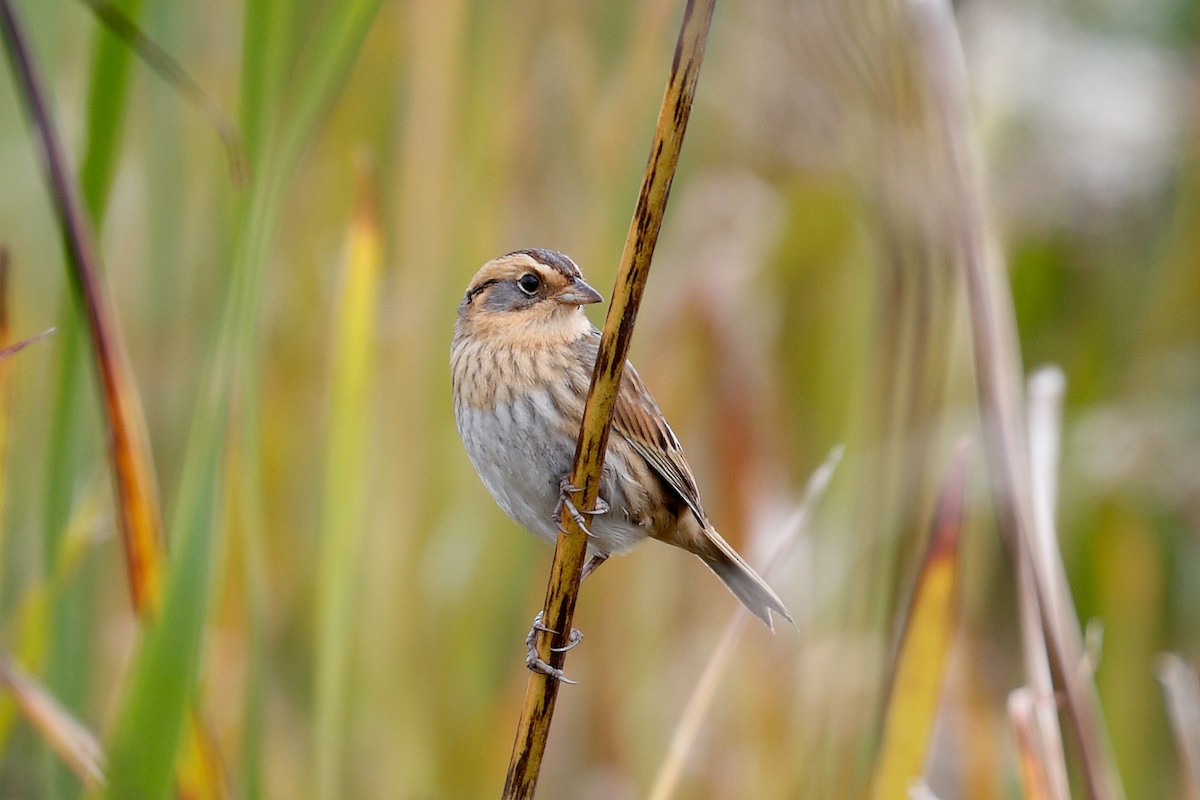 Nelson's Sparrow - ML643565937