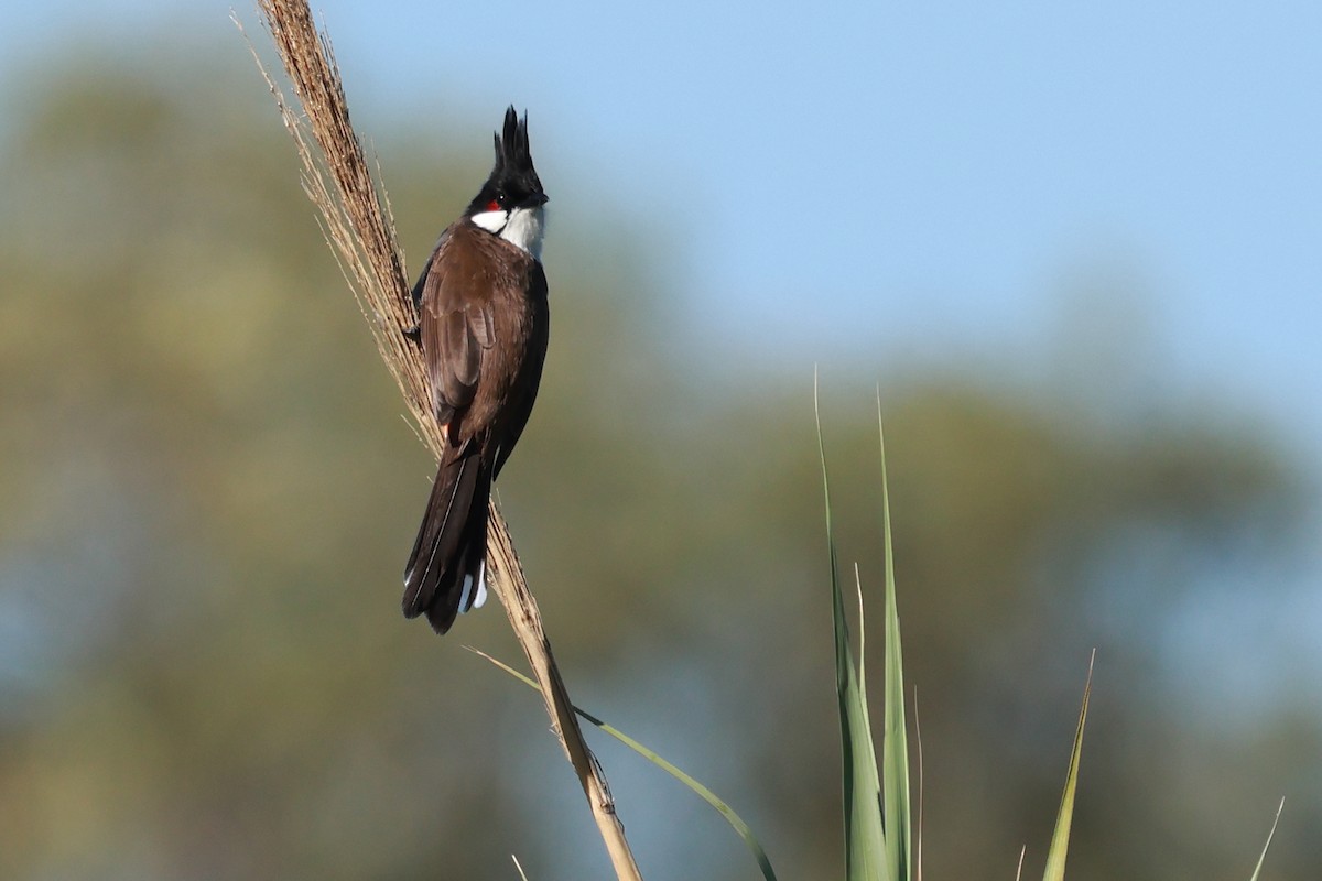 Red-whiskered Bulbul - ML643565940