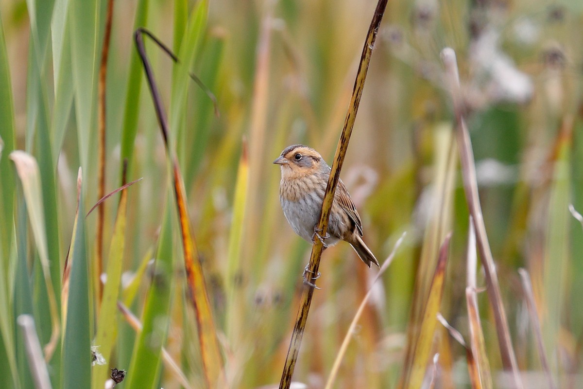 Nelson's Sparrow - ML643565941