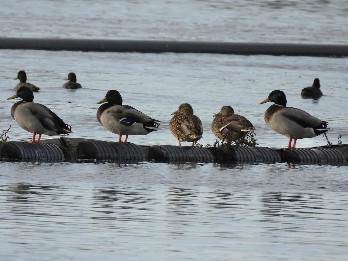 Mallard - ML643565942