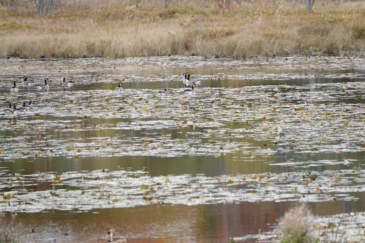 Canada Goose - ML643565943