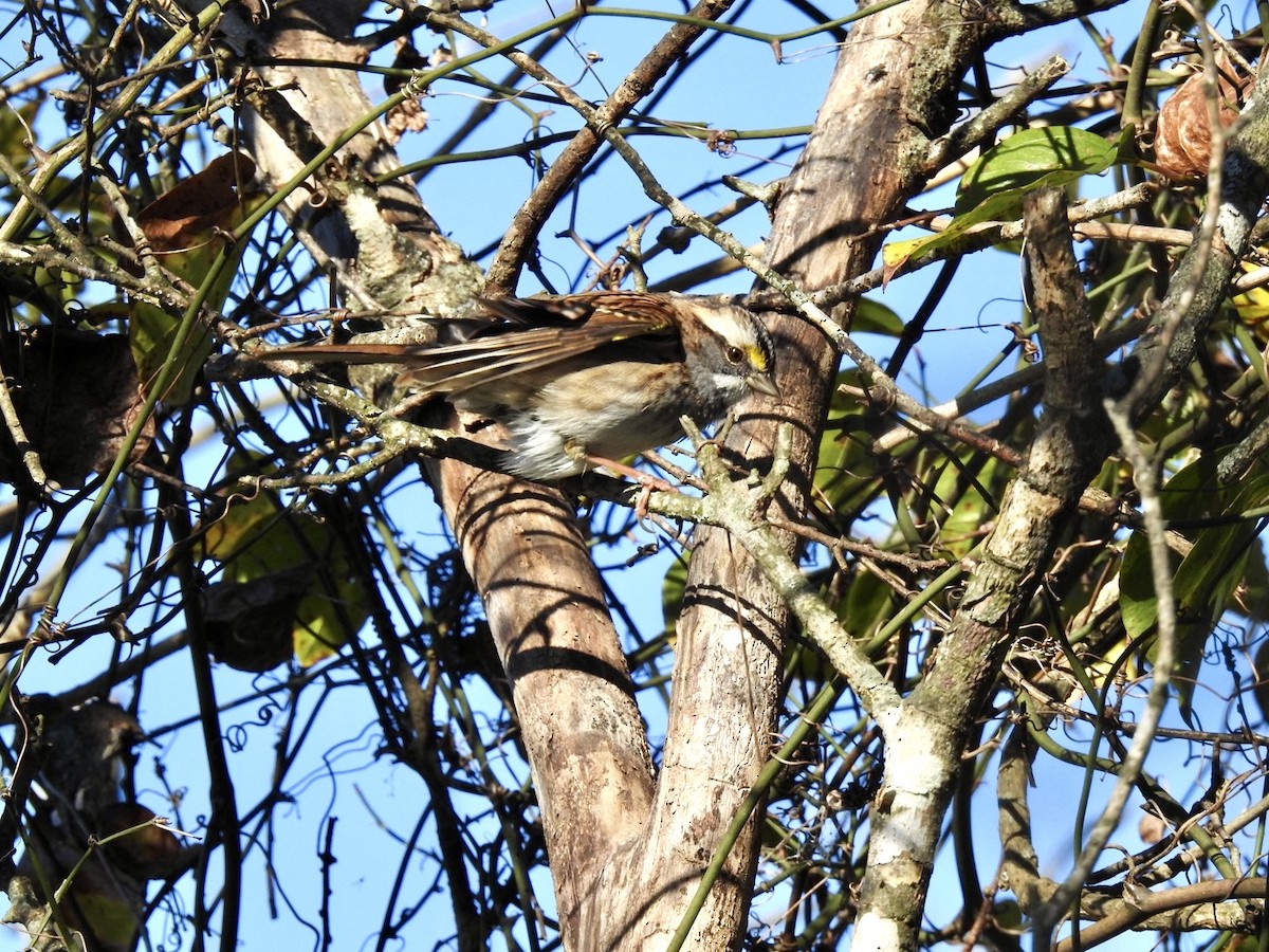 White-throated Sparrow - ML643565944