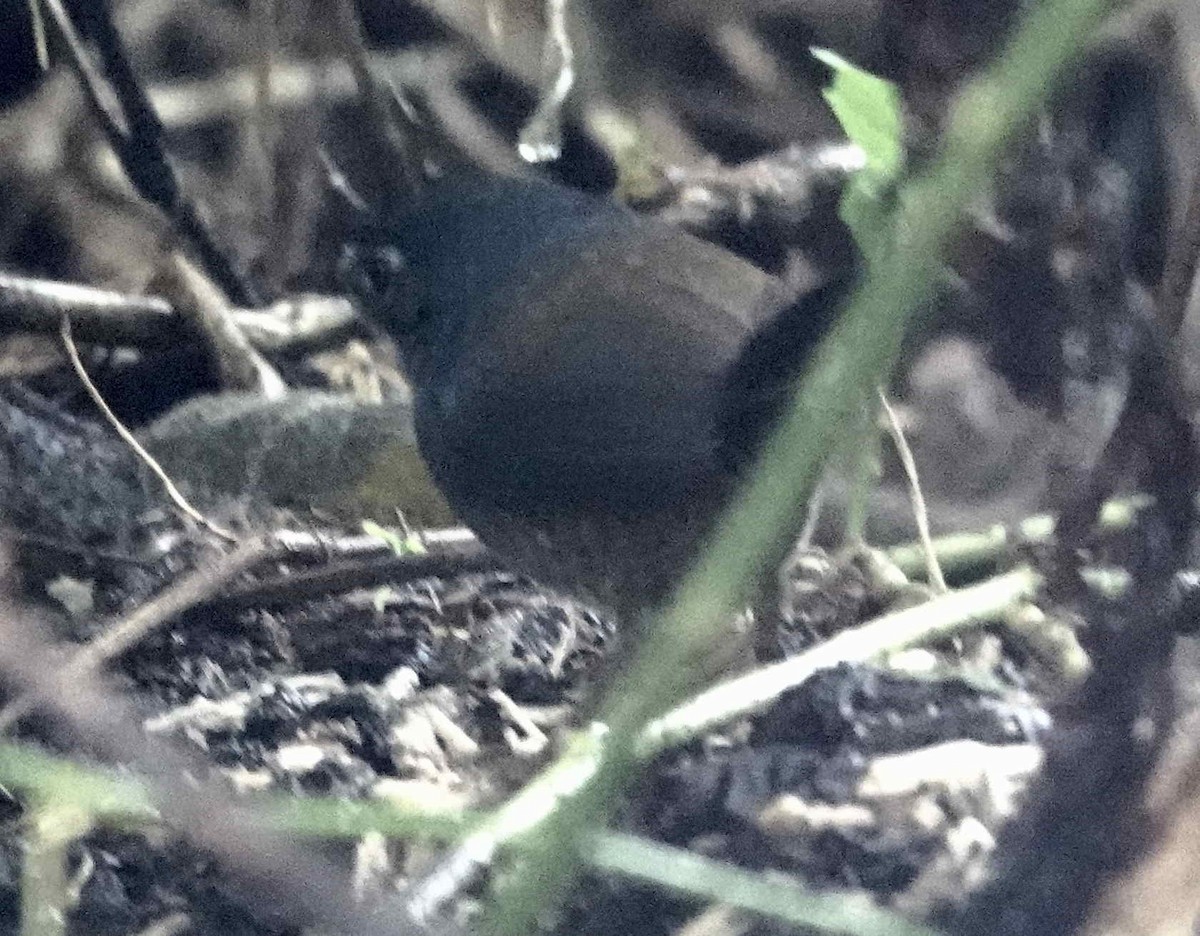 White-breasted Tapaculo - ML643565945