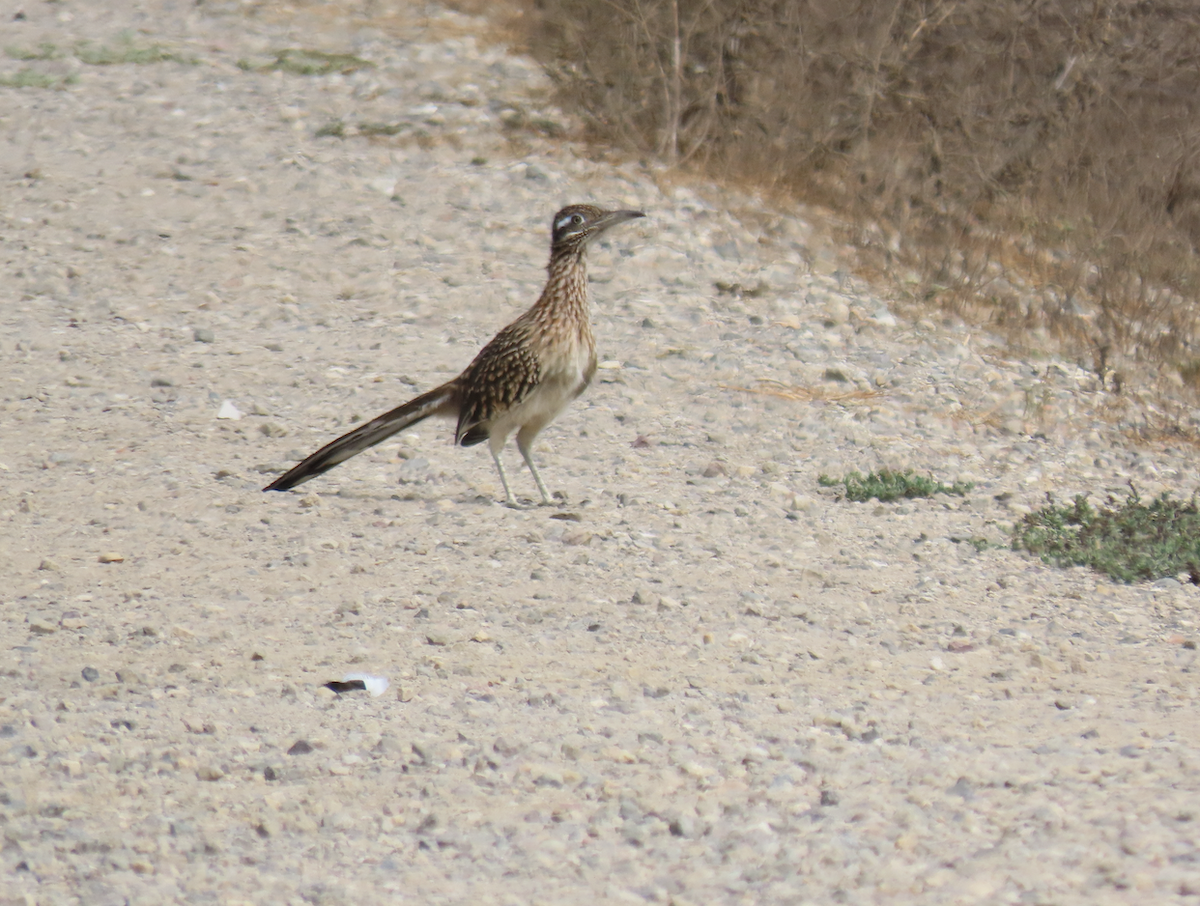 Greater Roadrunner - ML643565946