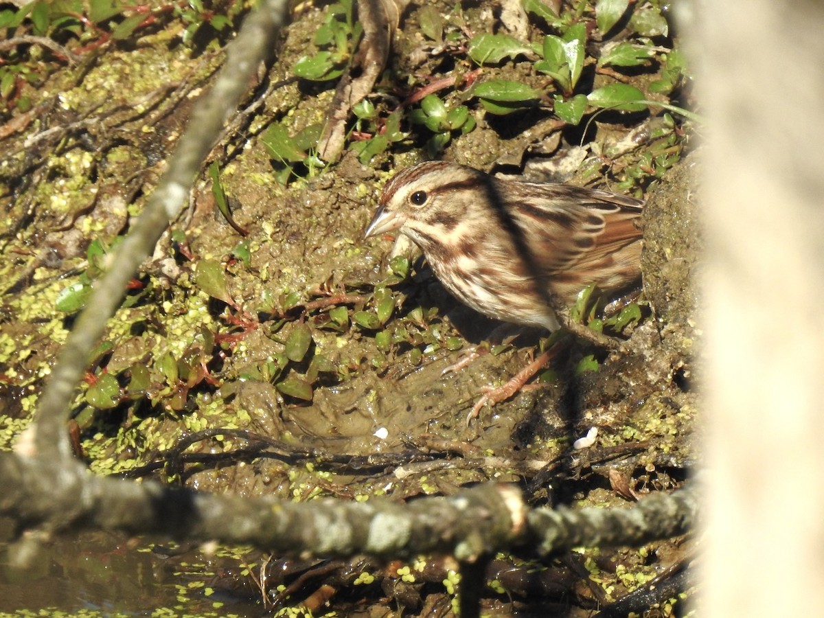 Song Sparrow - ML643565953