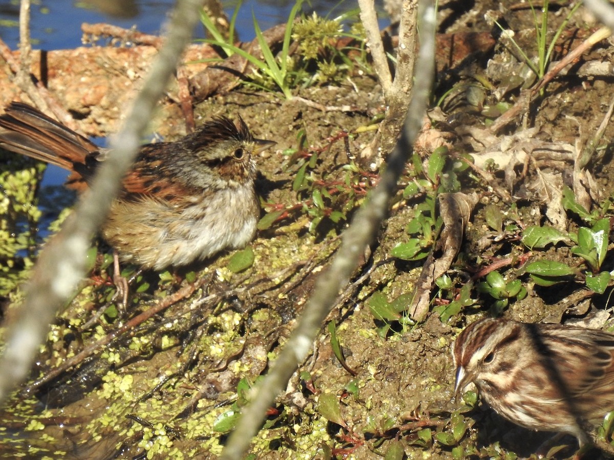 Swamp Sparrow - ML643565955