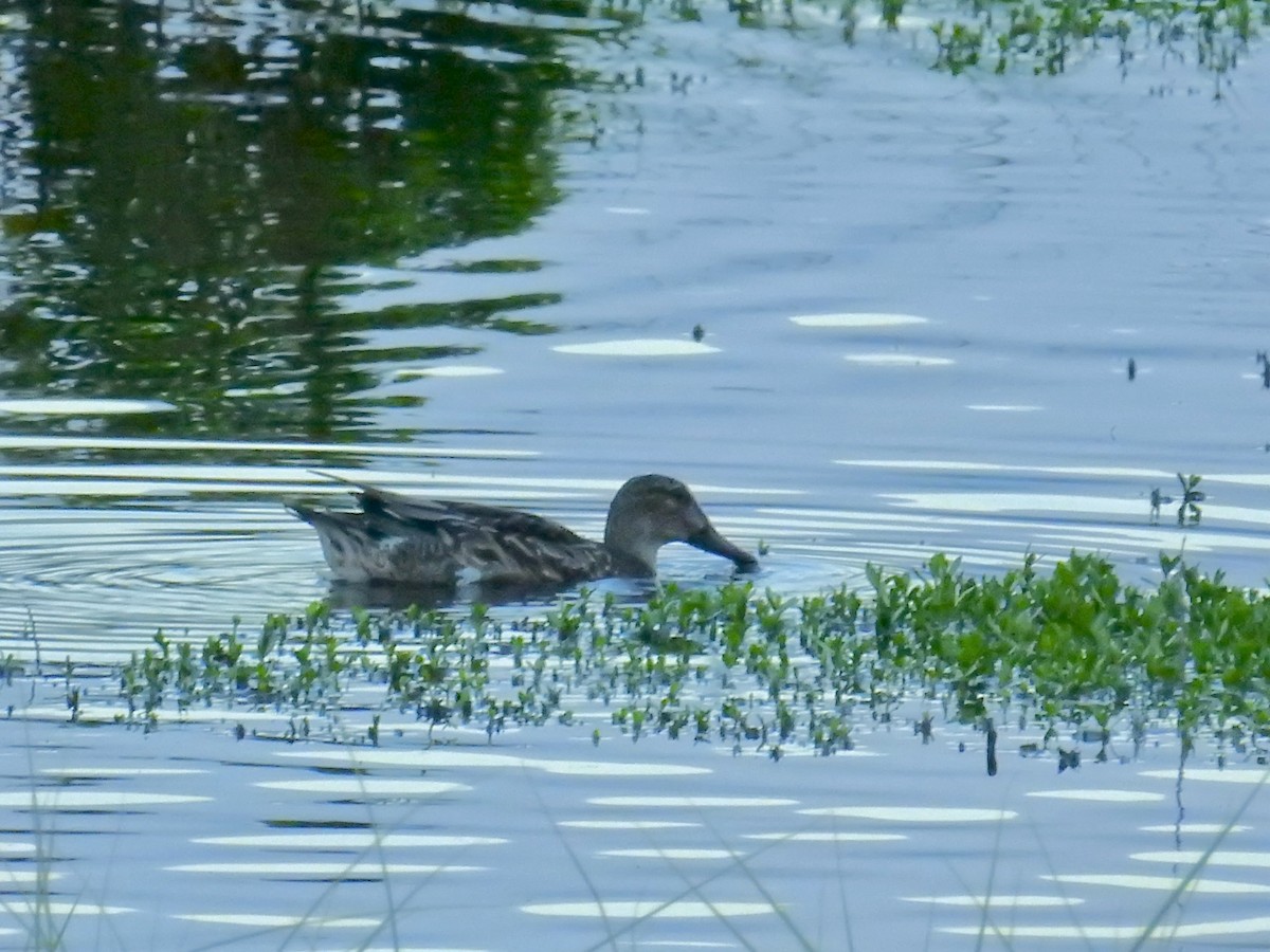 Green-winged Teal - ML643565956