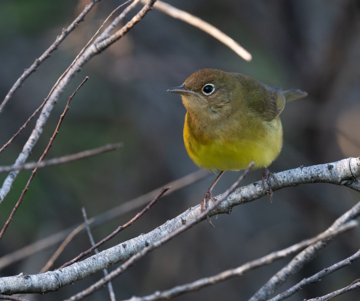 Connecticut Warbler - ML643565957