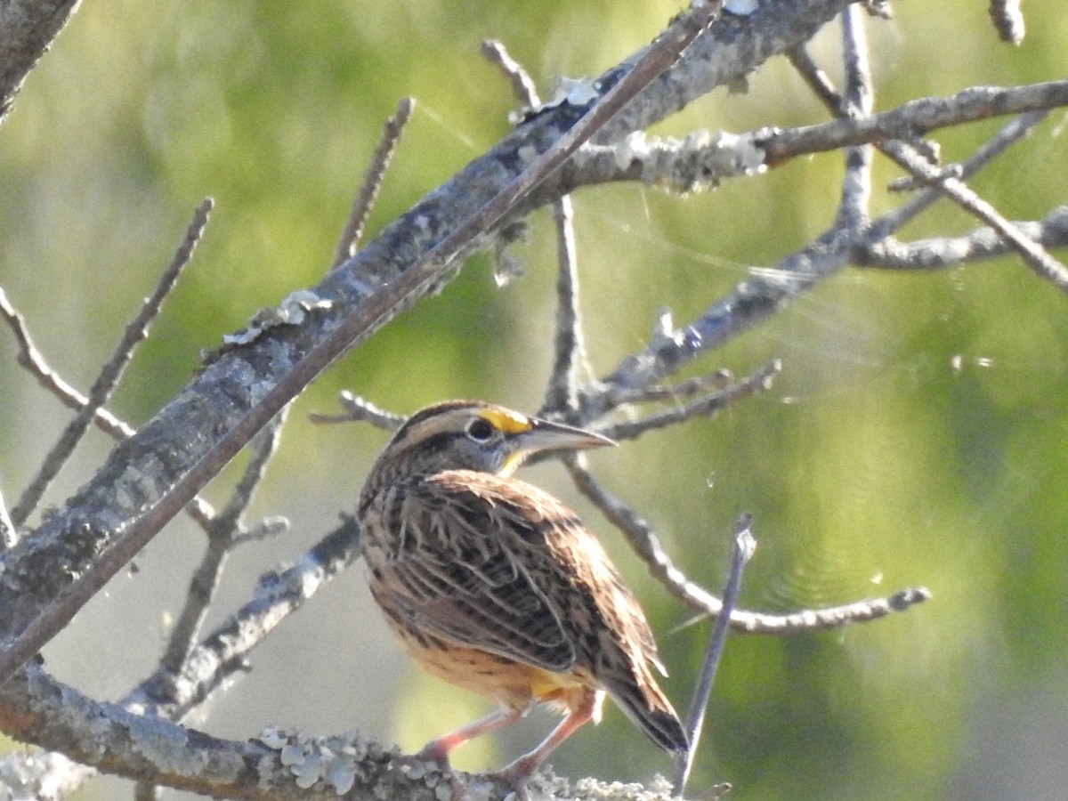 Eastern Meadowlark - ML643565959